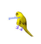 yellow bird rexy（個別スタンプ：6）