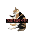 Super cutes cat（個別スタンプ：9）