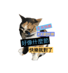 Super cutes cat（個別スタンプ：14）