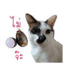 my cat emotions（個別スタンプ：7）