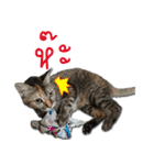 my cat emotions（個別スタンプ：14）