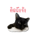 my cat emotions（個別スタンプ：21）