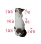 my cat emotions（個別スタンプ：34）