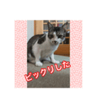 癒されたい猫たち（個別スタンプ：1）