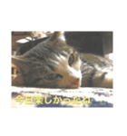 癒されたい猫たち（個別スタンプ：5）