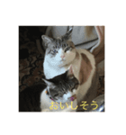 我が家の愛猫の日常です（個別スタンプ：3）