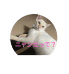 元保護猫ソルトの日常パック（個別スタンプ：2）