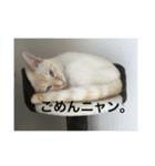 元保護猫ソルトの日常パック（個別スタンプ：5）