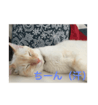 元保護猫ソルトの日常パック（個別スタンプ：6）