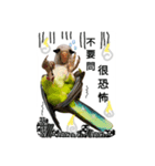 some funny birds（個別スタンプ：4）