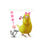 some funny birds（個別スタンプ：7）