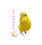 some funny birds（個別スタンプ：8）