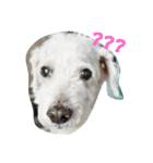 BaiPor White Poodle（個別スタンプ：5）