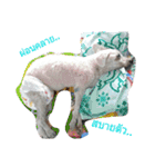 BaiPor White Poodle（個別スタンプ：9）