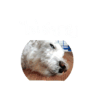 BaiPor White Poodle（個別スタンプ：14）