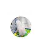 BaiPor White Poodle（個別スタンプ：17）