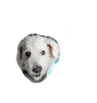 BaiPor White Poodle（個別スタンプ：18）