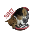 Gateaux The Corgi Dog（個別スタンプ：3）