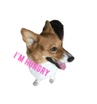 Gateaux The Corgi Dog（個別スタンプ：4）