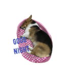 Gateaux The Corgi Dog（個別スタンプ：6）