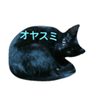 黒猫のレオ☆（個別スタンプ：1）