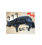 黒猫のレオ☆（個別スタンプ：2）