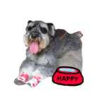 Happy, the miniature schnauzer（個別スタンプ：1）