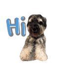 Happy, the miniature schnauzer（個別スタンプ：2）