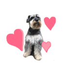 Happy, the miniature schnauzer（個別スタンプ：4）