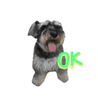 Happy, the miniature schnauzer（個別スタンプ：8）