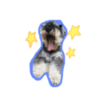 Happy, the miniature schnauzer（個別スタンプ：12）