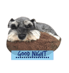 Happy, the miniature schnauzer（個別スタンプ：16）