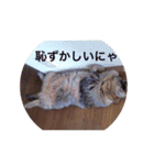 我が家のねこず（個別スタンプ：5）