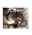 我が家のねこず（個別スタンプ：12）