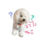 Bichon Bingsu（個別スタンプ：1）