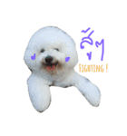 Bichon Bingsu（個別スタンプ：4）