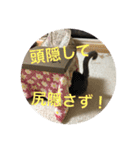 ねこスタンプ(銀之介)2（個別スタンプ：15）