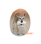 Niuniu is a dog or deer（個別スタンプ：6）