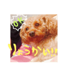 犬のももんじゃ（個別スタンプ：7）