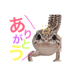 ごましおの日々（個別スタンプ：8）