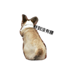 dog dogbaby（個別スタンプ：3）