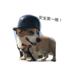 dog dogbaby（個別スタンプ：5）