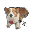 dog dogbaby（個別スタンプ：6）