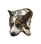 dog dogbaby（個別スタンプ：8）