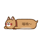 A cat which is like shiba（個別スタンプ：8）