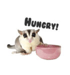 Sugar Glider Nomkhon（個別スタンプ：6）