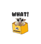 Sugar Glider Nomkhon（個別スタンプ：10）