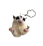 Sugar Glider Nomkhon（個別スタンプ：13）