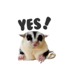 Sugar Glider Nomkhon（個別スタンプ：15）