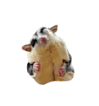 Sugar Glider Nomkhon（個別スタンプ：26）